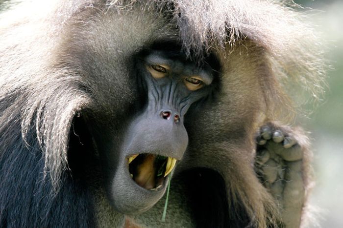 Yawning animals (23 pics)