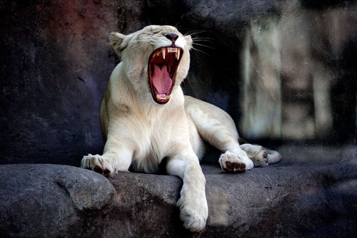 Yawning animals (23 pics)