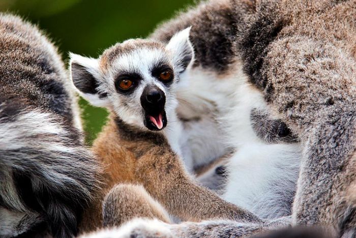 Yawning animals (23 pics)