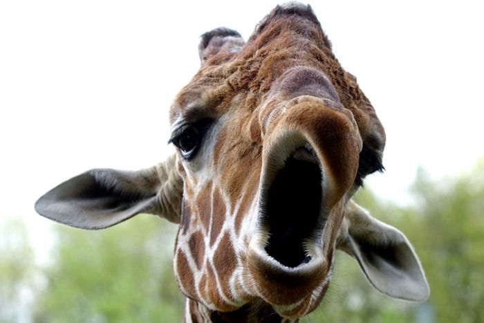 Yawning animals (23 pics)