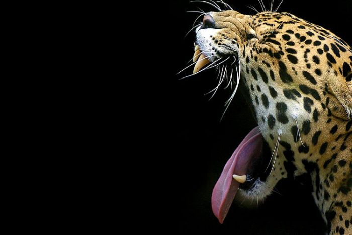 Yawning animals (23 pics)