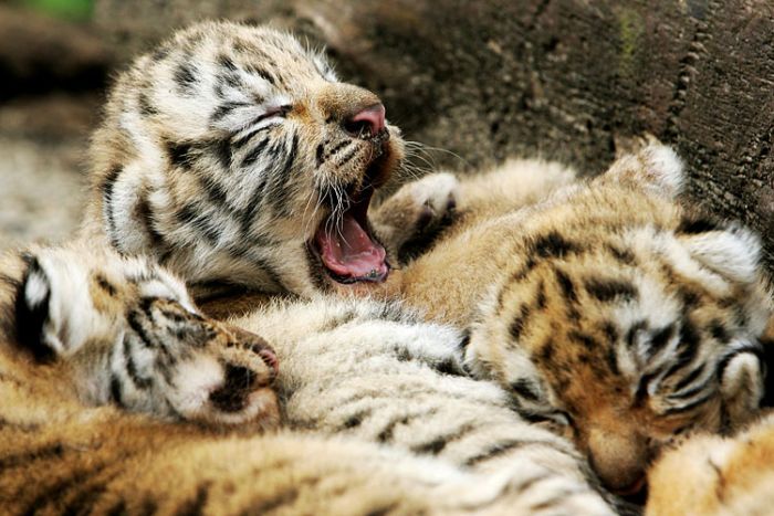 Yawning animals (23 pics)