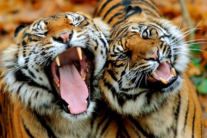 Yawning animals (23 pics)