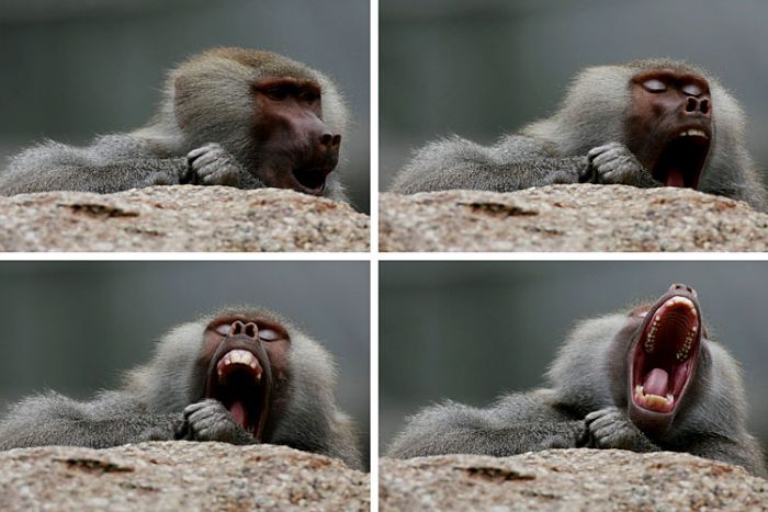 Yawning animals (23 pics)