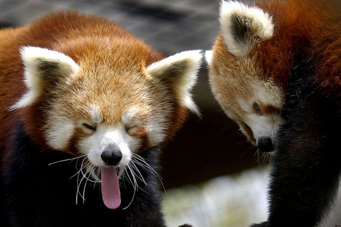 Yawning animals (23 pics)