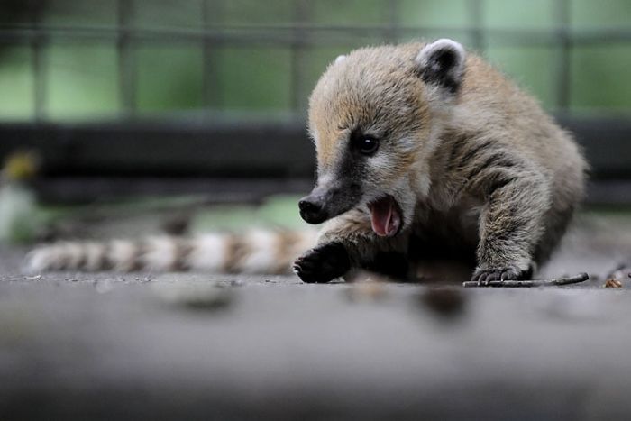 Yawning animals (23 pics)