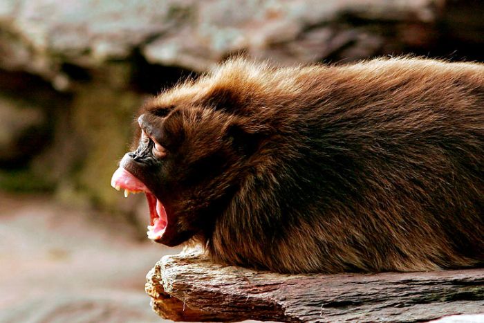 Yawning animals (23 pics)