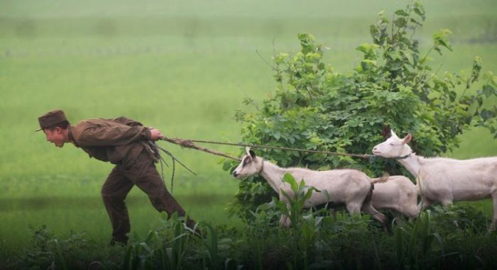 It sucks to be a goat in North Korea (3 pics)