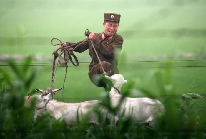 It sucks to be a goat in North Korea (3 pics)