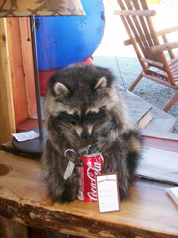 Acid Picdump (110 pics)