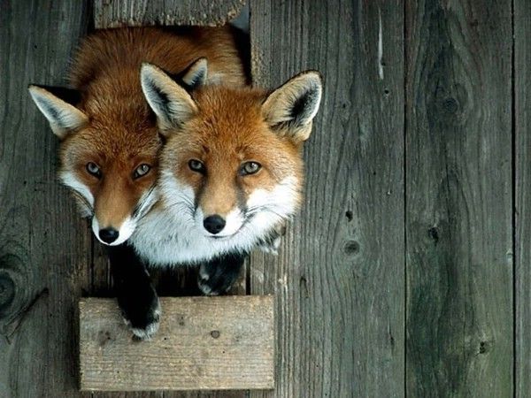 Acid Picdump (110 pics)