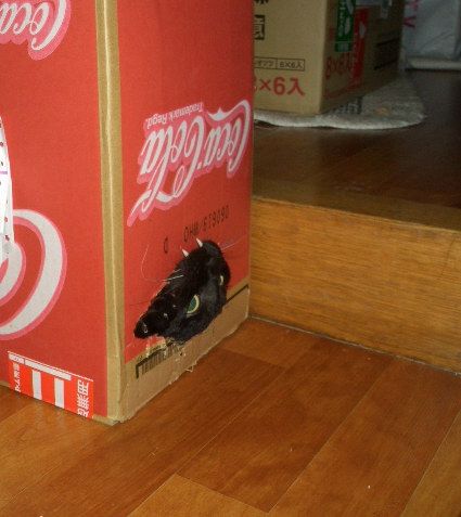 Acid Picdump (110 pics) Acid Picdump (110 pics)