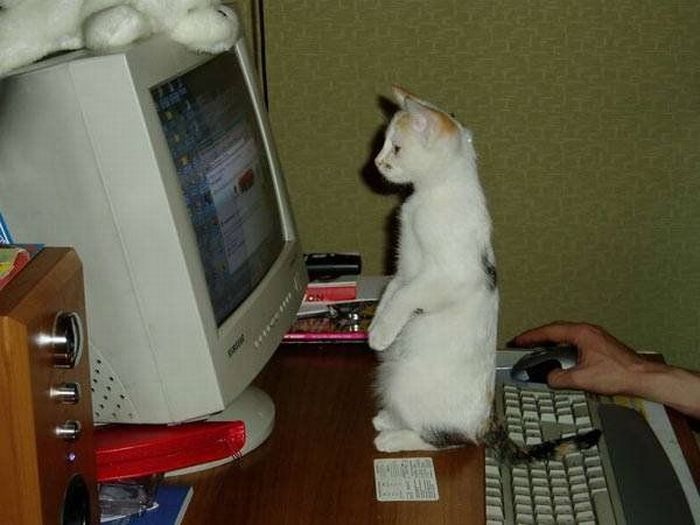 Acid Picdump (110 pics)