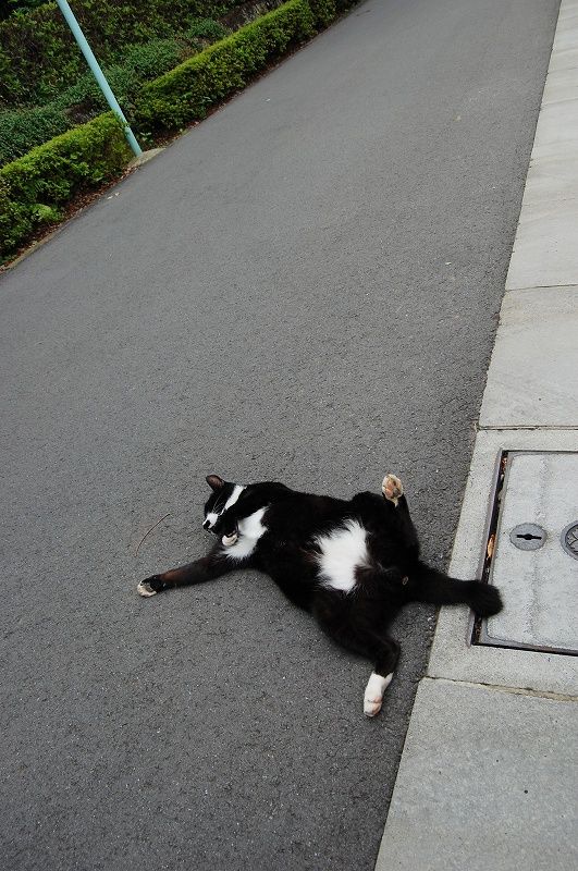 Acid Picdump (110 pics)