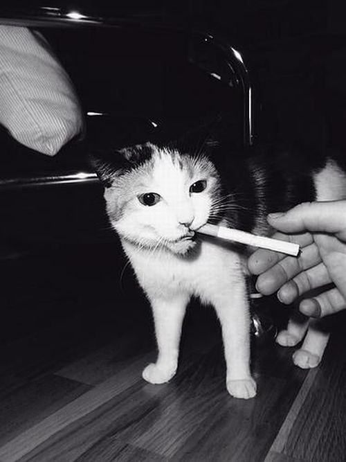 Acid Picdump (110 pics)