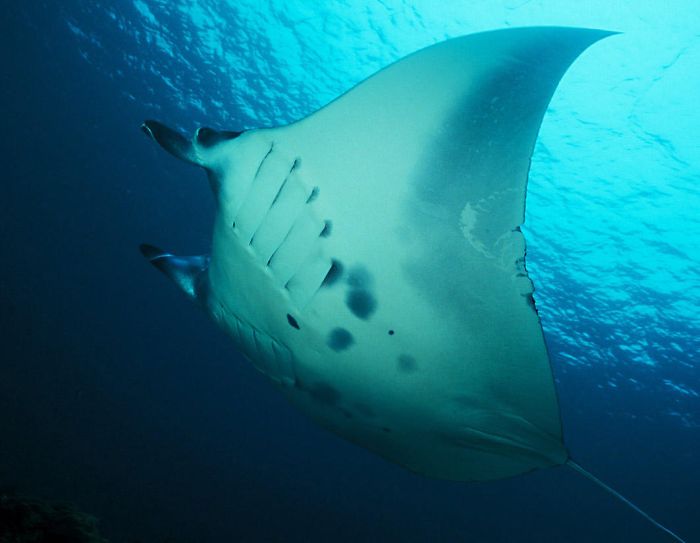 Manta Rays (11 pics)