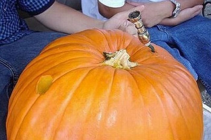 Acid Picdump (106 pics)