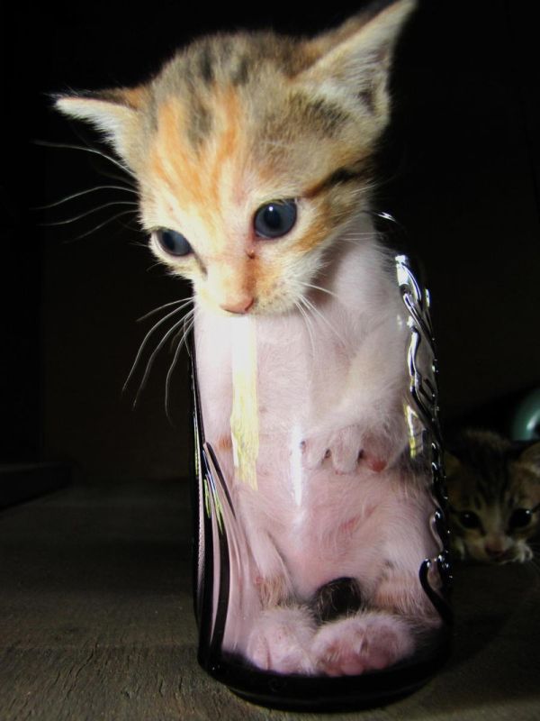 Acid Picdump (106 pics)