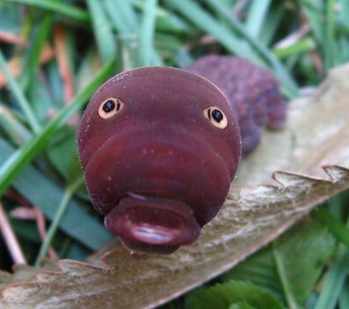 Acid Picdump (106 pics)