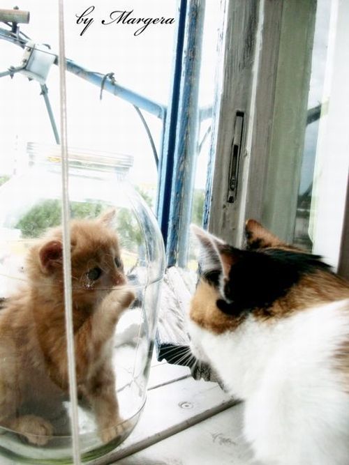 Acid Picdump (106 pics)