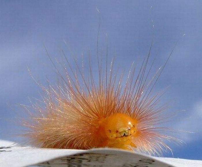 Acid Picdump (106 pics)