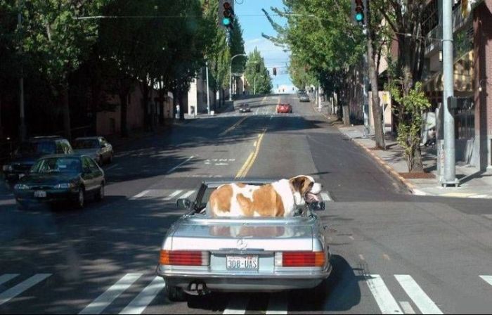 Acid Picdump (106 pics)