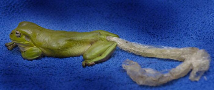A frog that ate some plastic wrap (3 pics)