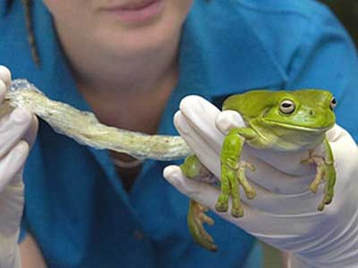 A frog that ate some plastic wrap (3 pics)