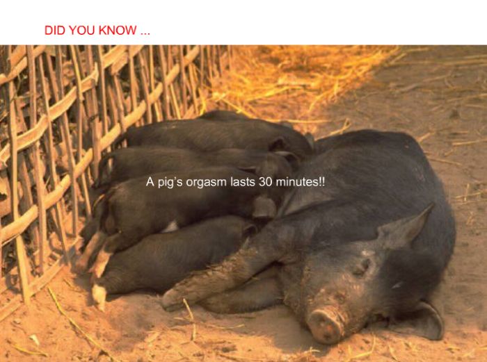 Interesting facts (24 pics)