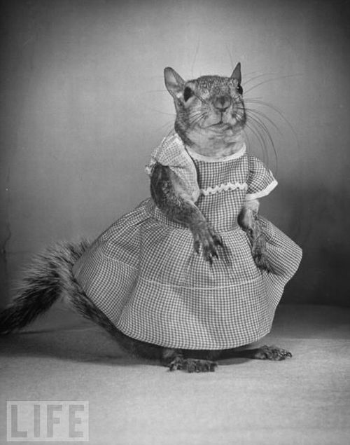 A Squirrel's Guide to Fashion (14 pics)
