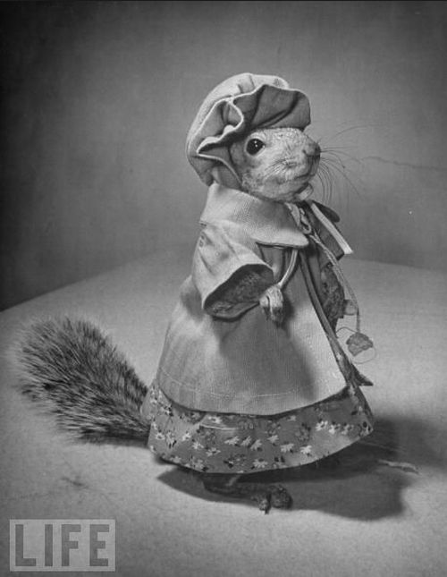 A Squirrel's Guide to Fashion (14 pics)
