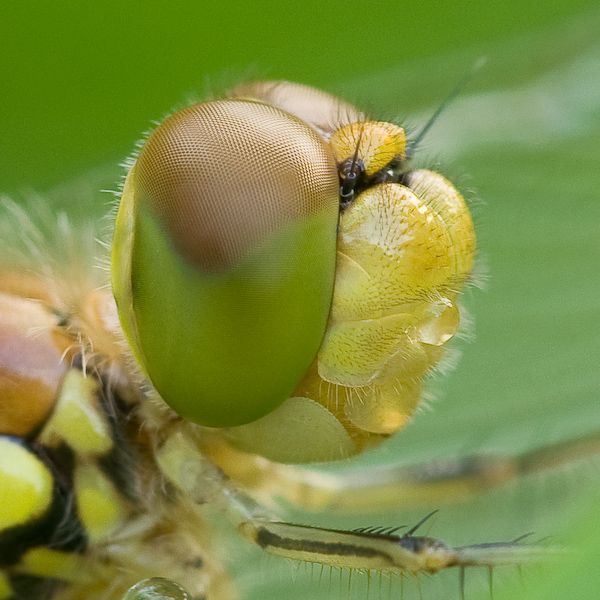 Acid Picdump (88 pics)