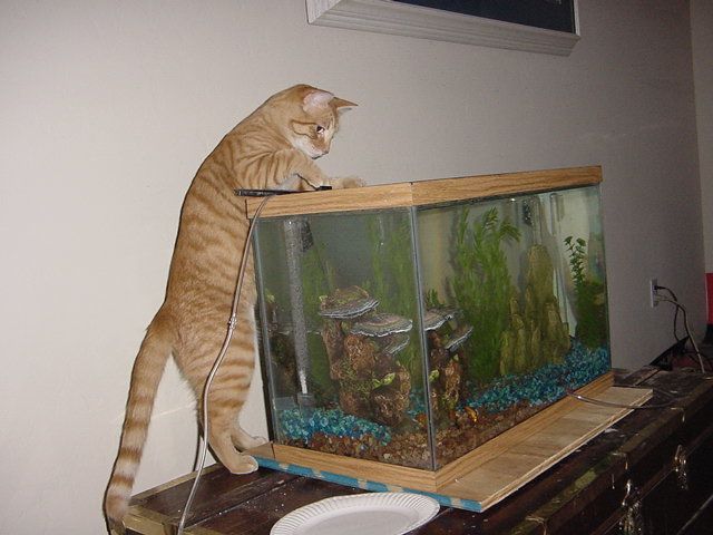 Acid Picdump (88 pics)