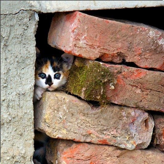 Acid Picdump (88 pics)