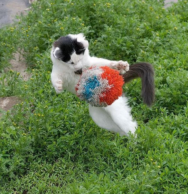 Acid Picdump (88 pics)