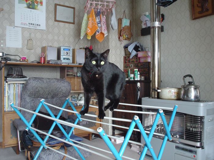 Acid Picdump(86 pics)