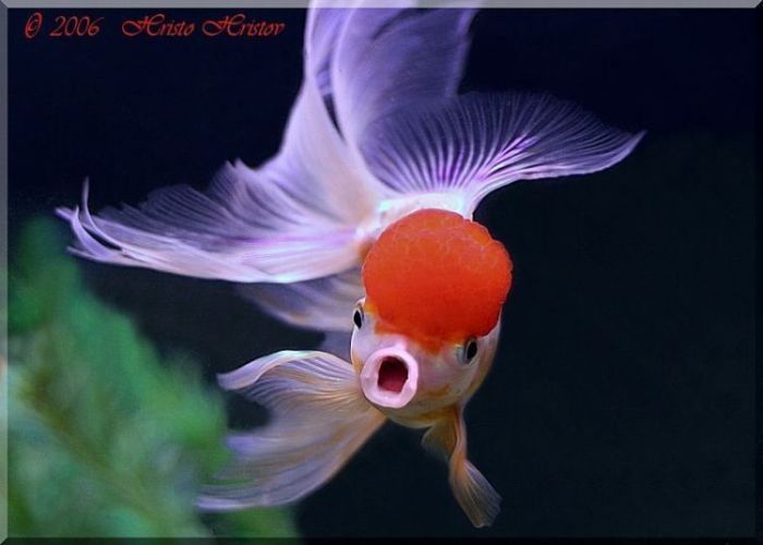 Acid Picdump(86 pics)