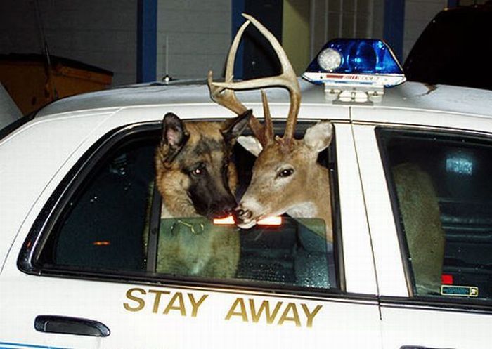 Acid Picdump(86 pics)