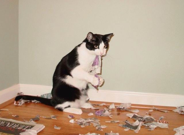 Acid Picdump(86 pics)