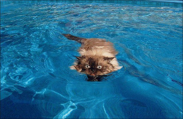 Swimming cats (14 pics)