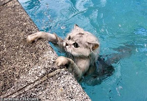 Swimming cats (14 pics)