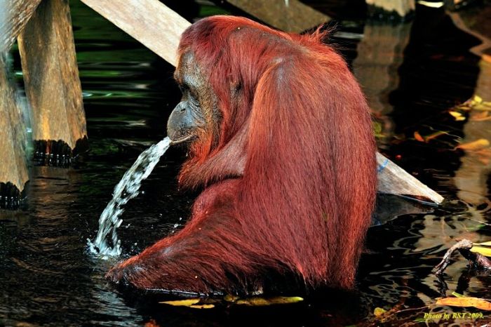 Acid Picdump (123 pics)