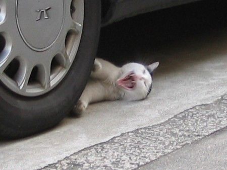 Acid Picdump (123 pics)