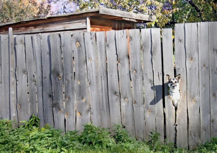 Acid Picdump (123 pics)