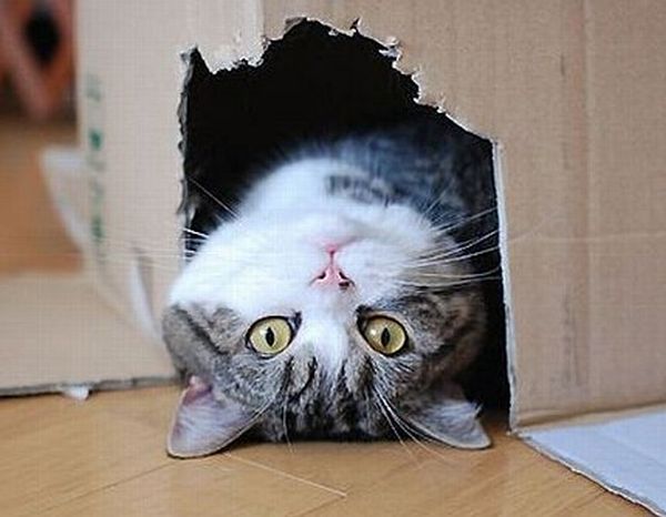 Acid Picdump (123 pics)