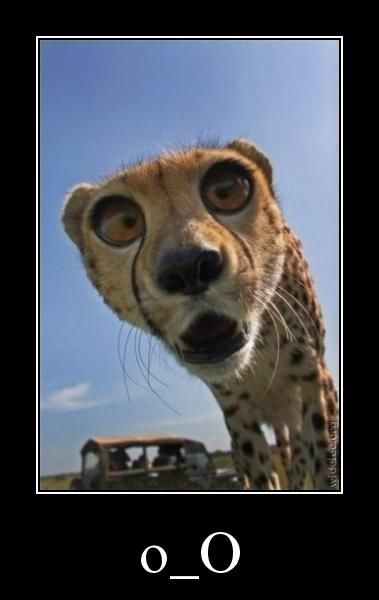 Acid Picdump (123 pics)