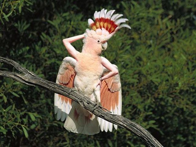 Acid Picdump (123 pics)