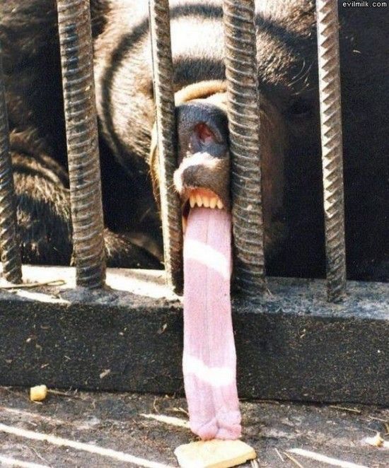 Acid picdump (101 pics)