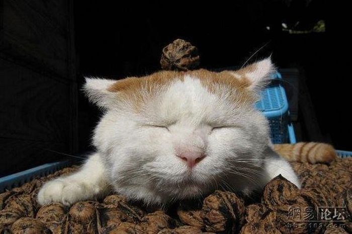 Sleeping Cat (20 pics)