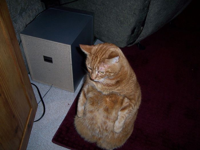 Acid Picdump (103 pics)